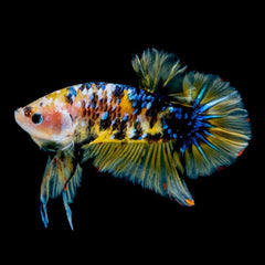 Pesti Betta