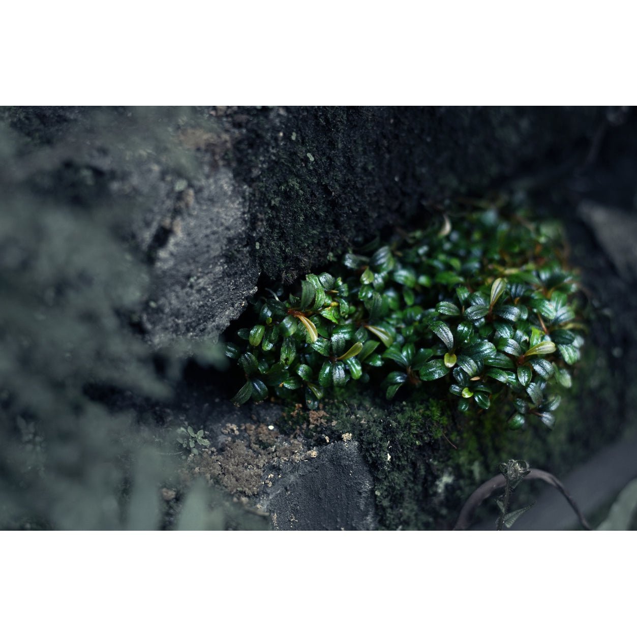 Plante de prim plan pentru acvarii mici medii sau mari cu filtrare Bucephalandra anubias endler.ro endler