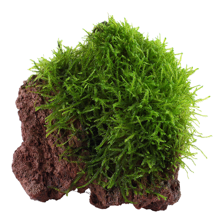 Plante pe Decor