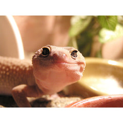 Gecko