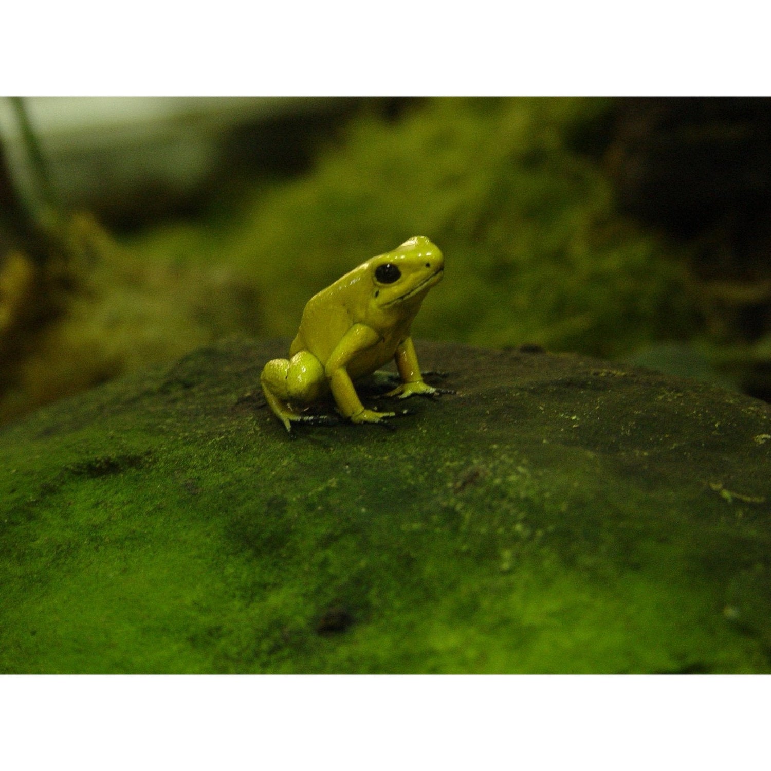 Specii de broaste pentru habitate naturale