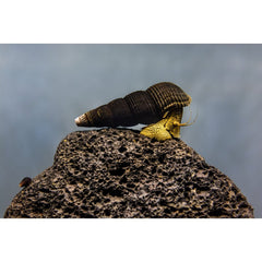 Melci pentru Acvariu