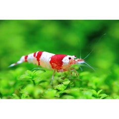 Creveti pentru Acvariu