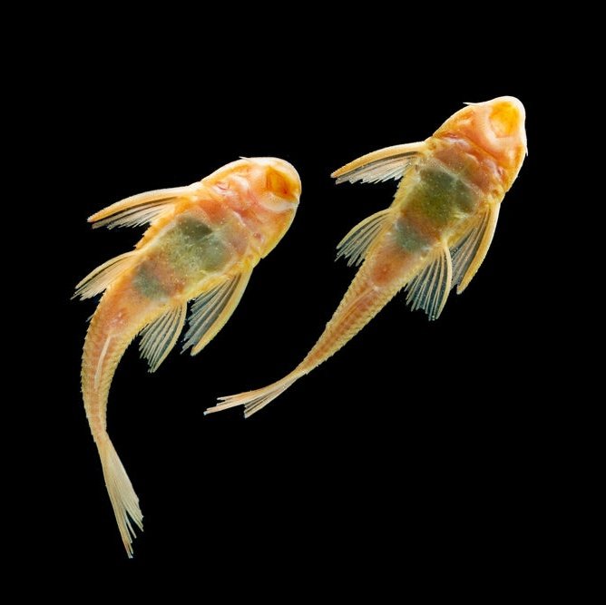 Pesti Sanitari