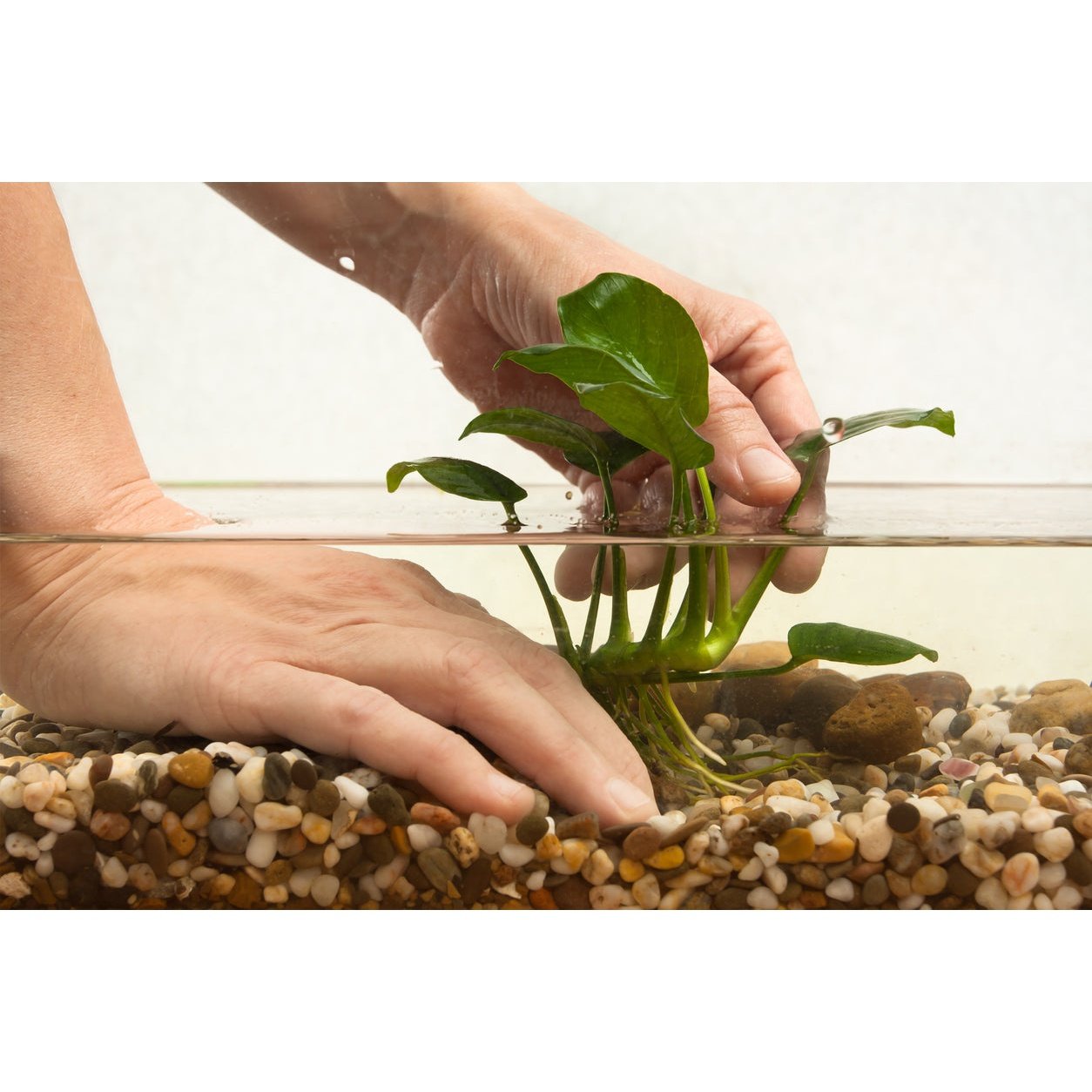 Plante de mijloc ale unui acvariu plantat care necesita lampa pentru acvariu si fertilizare corespunzatoare endler.ro endler fish