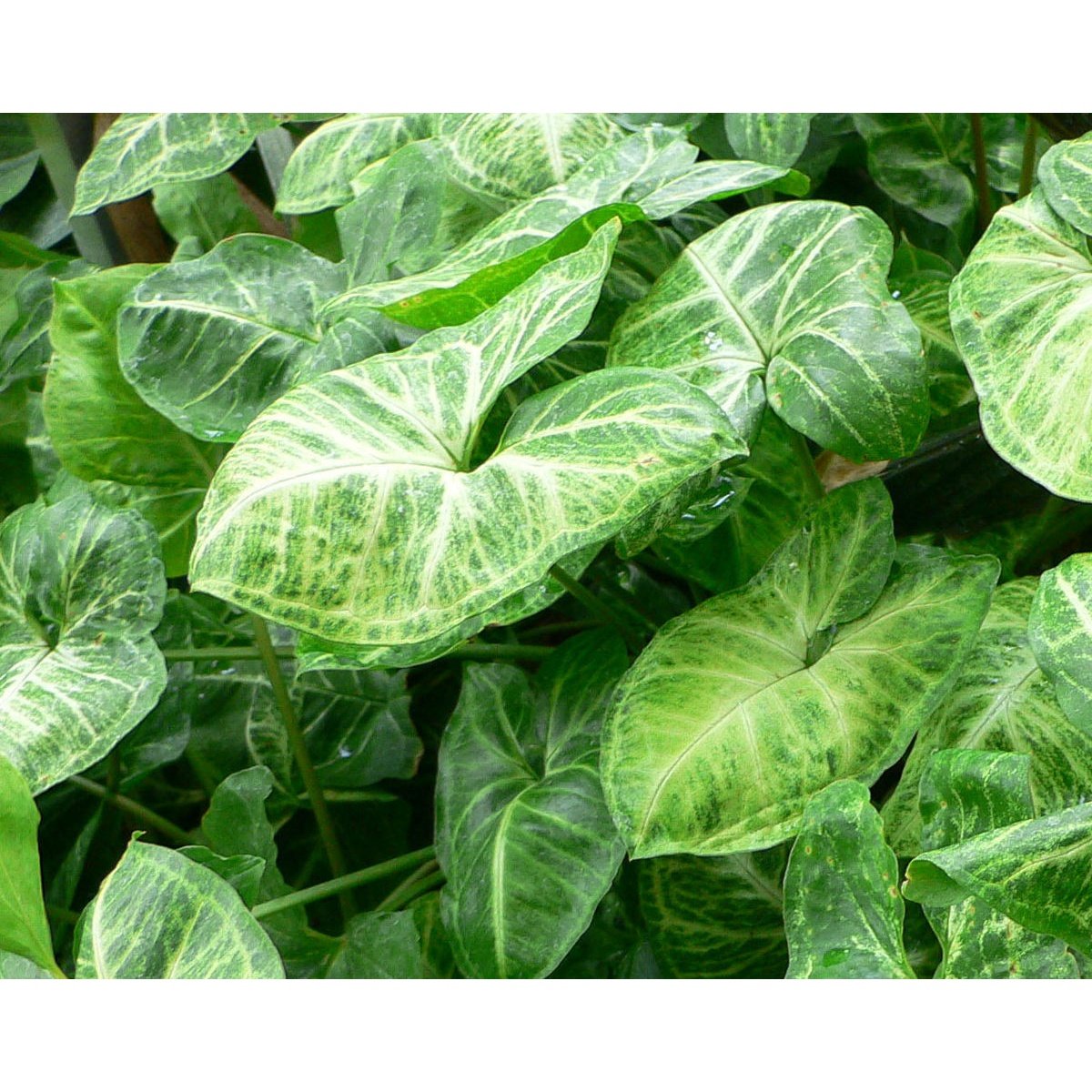 Plante Terariu