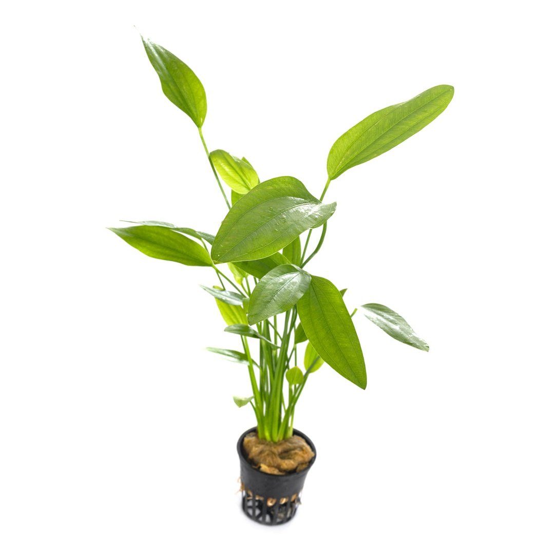 plante de fundal pentru acvarii plantate care necesite fertilizare si optional CO2 echinodorus valisneria anubias endler.ro endler fish