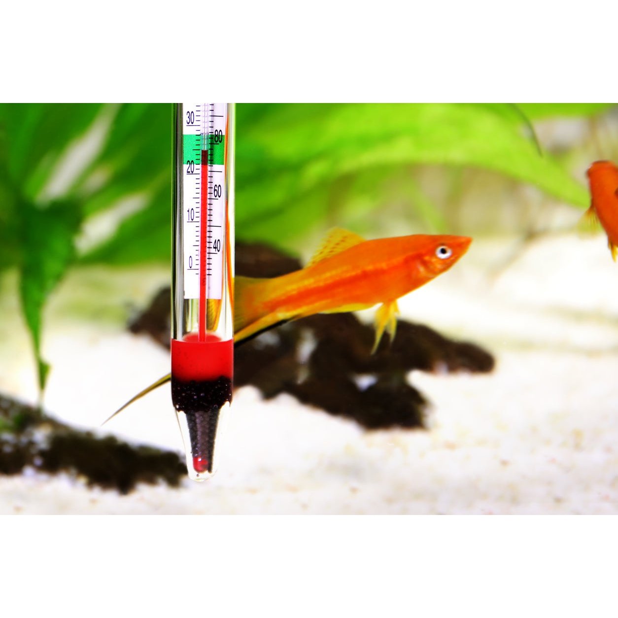 termometru pentru acvarii electrice si clasice cu mercur endler.ro endler fish