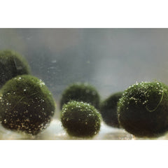 Muschi pentru Acvariu