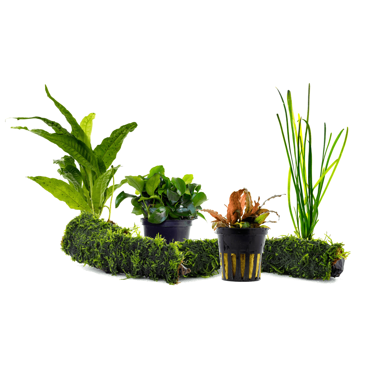 Plante de Acvariu