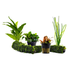 Plante de Acvariu