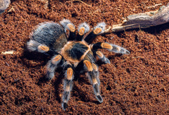 Tarantule