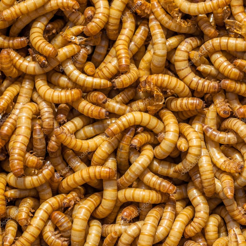 Hrana teraristică pentru reptile și amfibieni, disponibila în Cluj