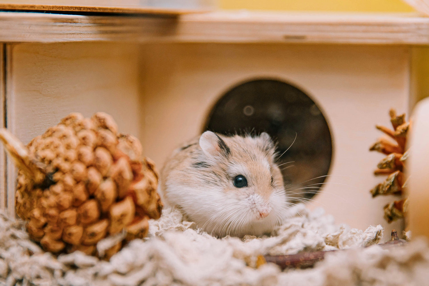 hrana pentru hamsteri animal companie