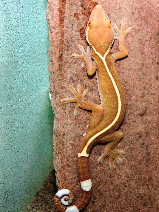Gekko vittatus (White Lined Gecko)