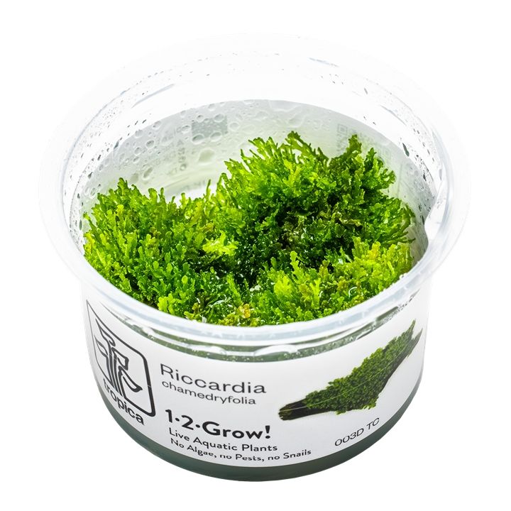 Planta naturala de acvariu, Tropica, Riccardia chamedryfolia 1-2-Grow!, 5 cm