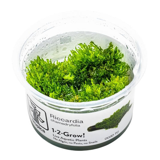 Planta naturala de acvariu, Tropica, Riccardia chamedryfolia 1-2-Grow!, 5 cm