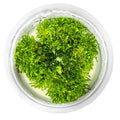 Planta naturala de acvariu, Tropica, Riccardia chamedryfolia 1-2-Grow!, 5 cm