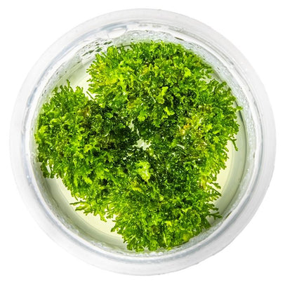 Planta naturala de acvariu, Tropica, Riccardia chamedryfolia 1-2-Grow!, 5 cm