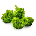 Planta naturala de acvariu, Tropica, Riccardia chamedryfolia 1-2-Grow!, 5 cm