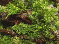 Planta naturala de acvariu, Tropica, Riccardia chamedryfolia 1-2-Grow!, 5 cm