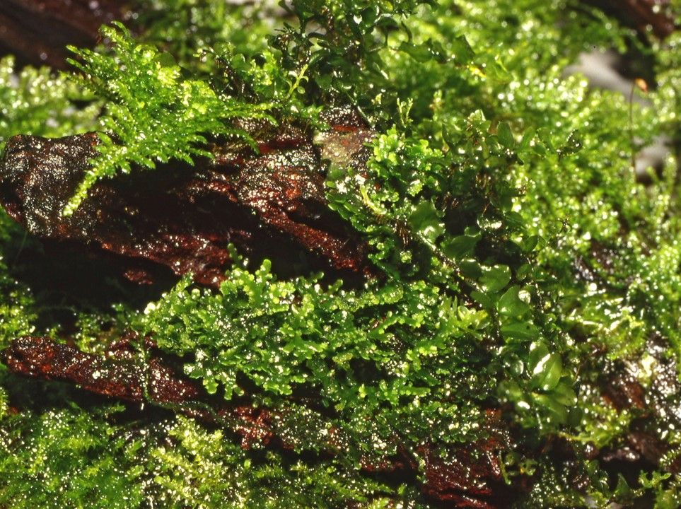 Planta naturala de acvariu, Tropica, Riccardia chamedryfolia 1-2-Grow!, 5 cm