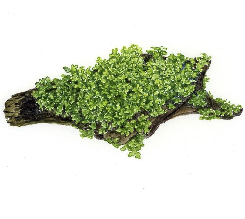 Planta naturala de acvariu, Tropica, Riccardia chamedryfolia 1-2-Grow!, 5 cm