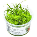 Planta naturala de acvariu, Tropica, Sagittaria subulata Needle Leaf, 1-2-Grow!, 5 cm