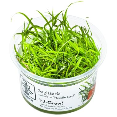Planta naturala de acvariu, Tropica, Sagittaria subulata Needle Leaf, 1-2-Grow!, 5 cm