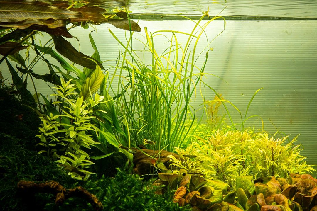 Planta naturala de acvariu, Tropica, Sagittaria subulata Needle Leaf, 1-2-Grow!, 5 cm