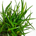 Planta naturala de acvariu, Tropica, Eriocaulon sp. Vietnam