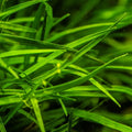 Planta naturala de acvariu, Tropica, Eriocaulon sp. Vietnam