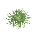 Planta naturala de acvariu, Tropica, Eriocaulon sp. Vietnam