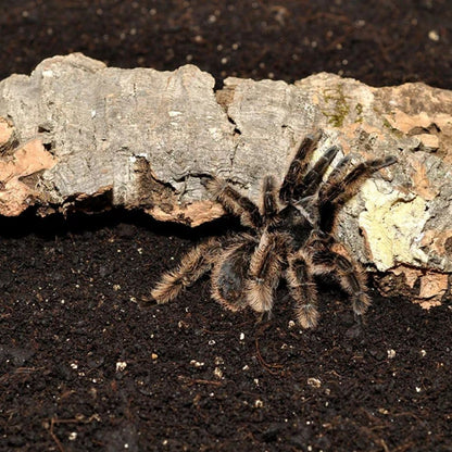Substrat pentru paianjeni, Habistat Spider Bedding, 5 litri