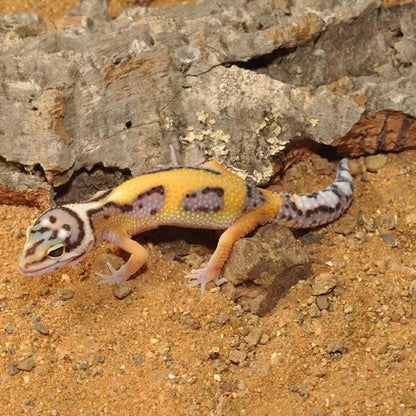Substrat pentru leopard gecko, HabiStat Leopard Gecko Bedding, 5 kg