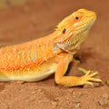 Substrat pentru agame cu barba, HabiStat Bearded Dragon Bedding, 5 kg