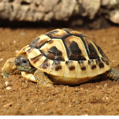 Substrat pentru testoase, Habistat Tortoise Bedding, 10 Litri