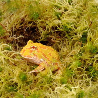 Muschi uscat sphagnum pentru terarii, HabiStat Sphagnum Moss, 250 g