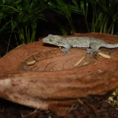 Bol nuca de cocos pentru terarii, HabiStat, Coco Bowl