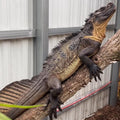 Sulawesi Giant Sailfin Dragon (Hydrosaurus microlophus)