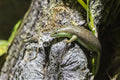 Olive Tree Skink (Dasia olivacea)