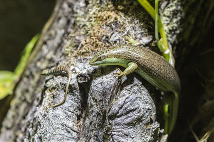 Olive Tree Skink (Dasia olivacea)