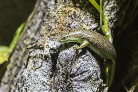 Olive Tree Skink (Dasia olivacea)