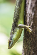 Olive Tree Skink (Dasia olivacea)