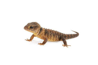 Tribolonotus novaeguineae