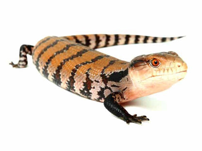 Soparla cu limba albastra Halmahera (Tiliqua gigas)