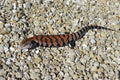 Soparla cu limba albastra Halmahera (Tiliqua gigas)