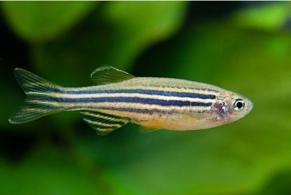 Brachydanio rerio (Zebra Danio) 3-3,5 cm