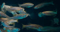 Brachydanio rerio (Zebra Danio) 3-3,5 cm