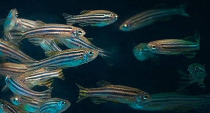 Brachydanio rerio (Zebra Danio) 3-3,5 cm